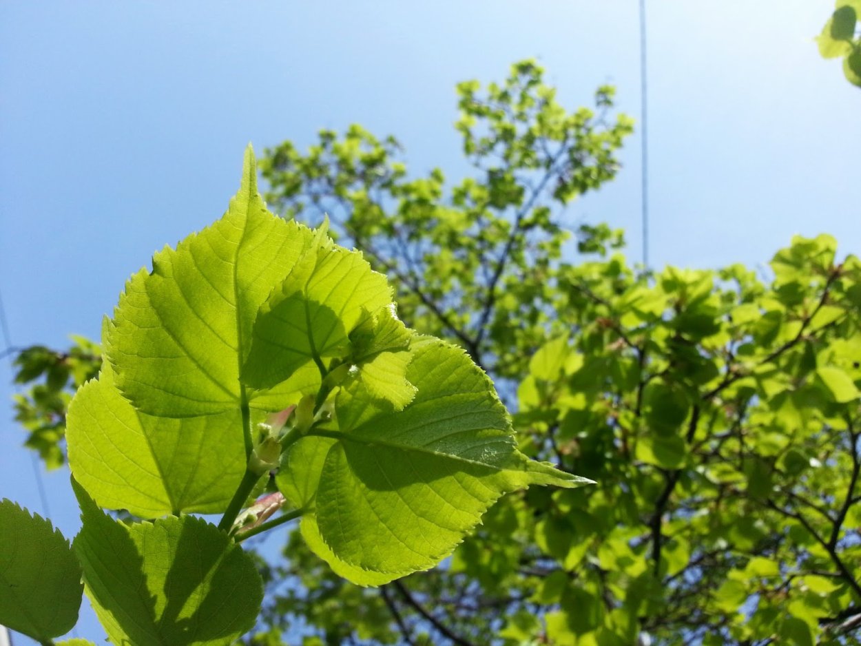 Липа молодая липа