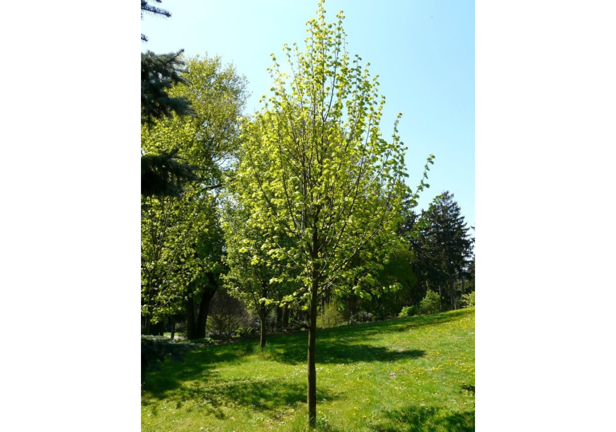 Липа мелколистная