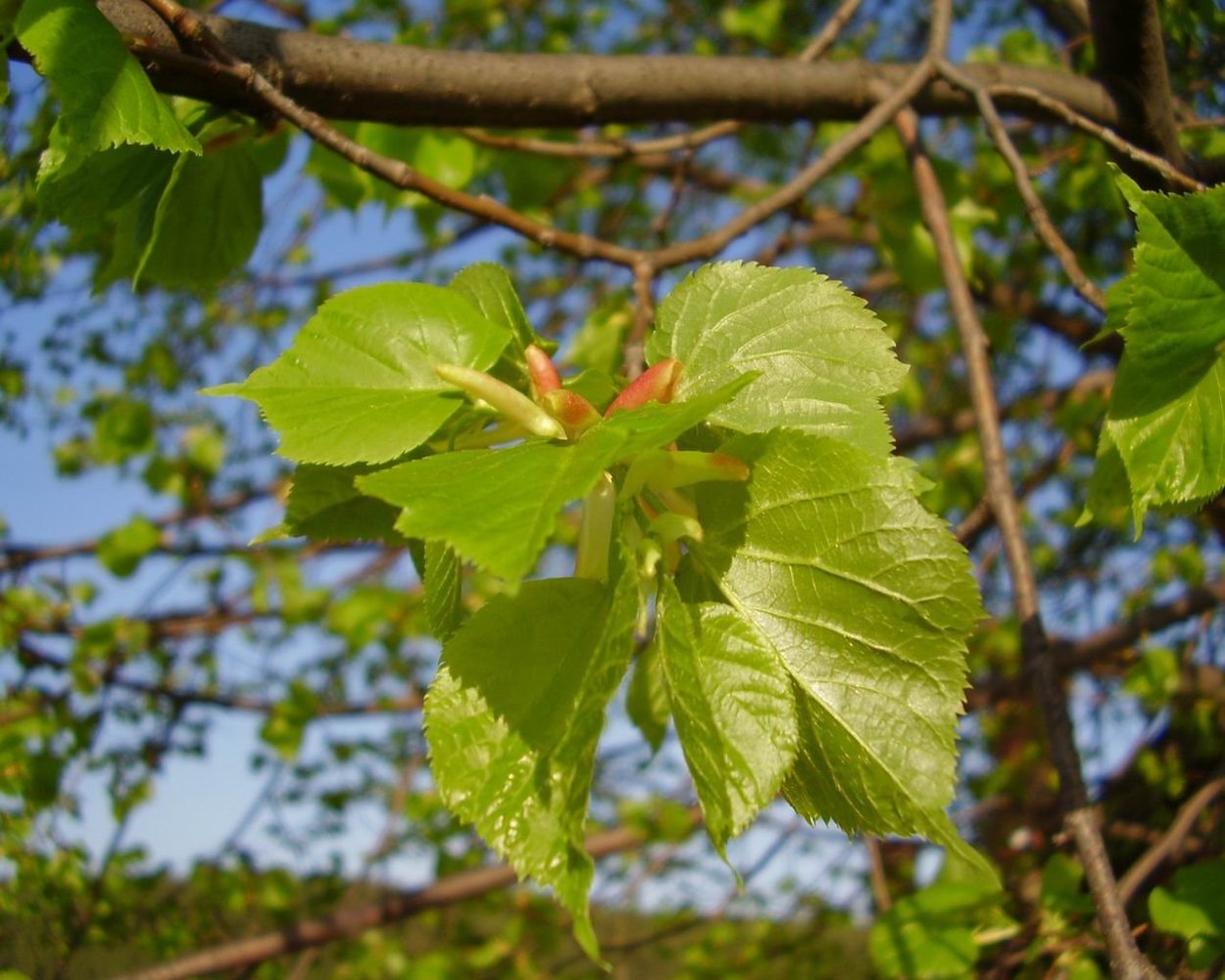 Липа Амурская