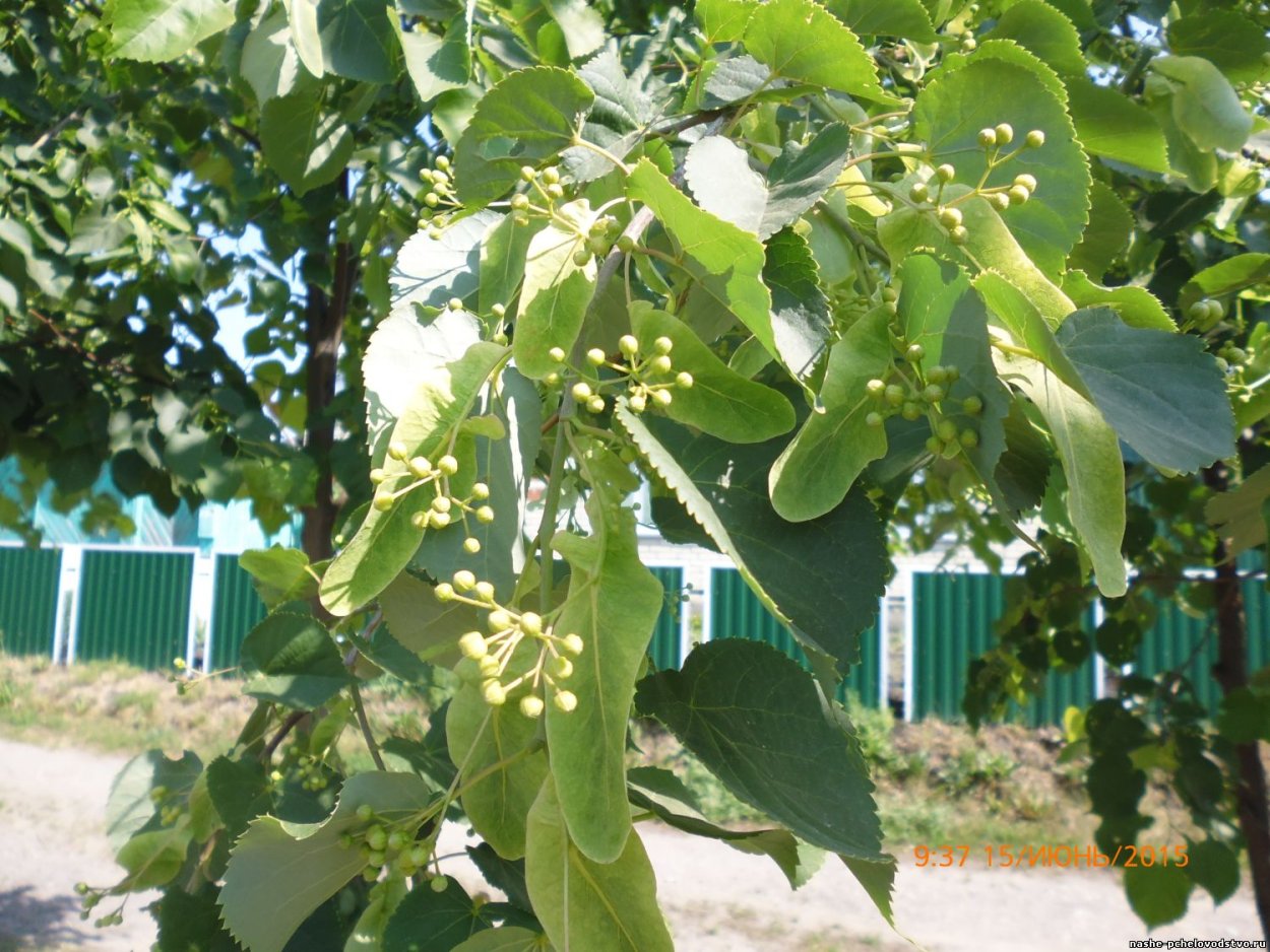 Липа мелколистная цветение