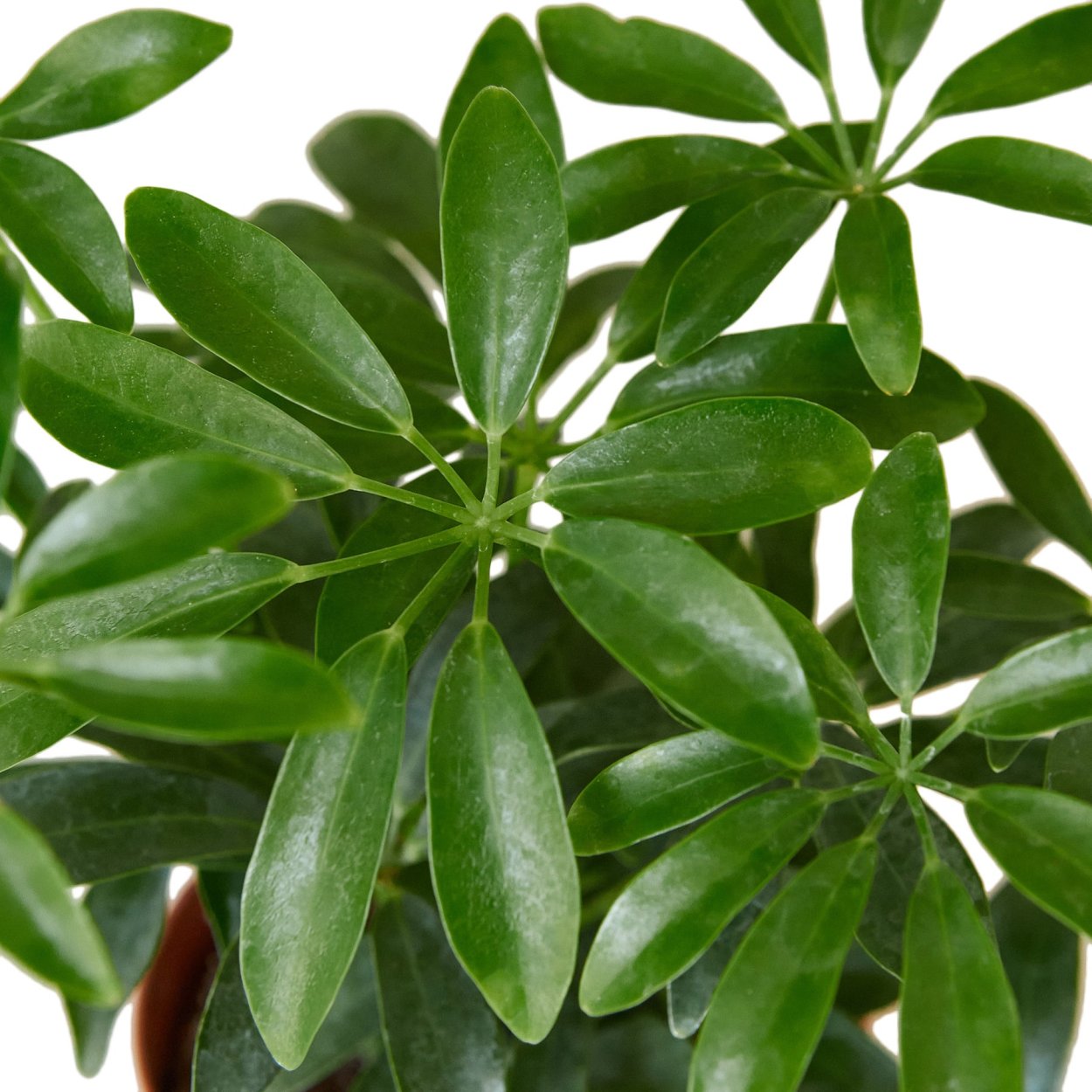 Schefflera arboricola