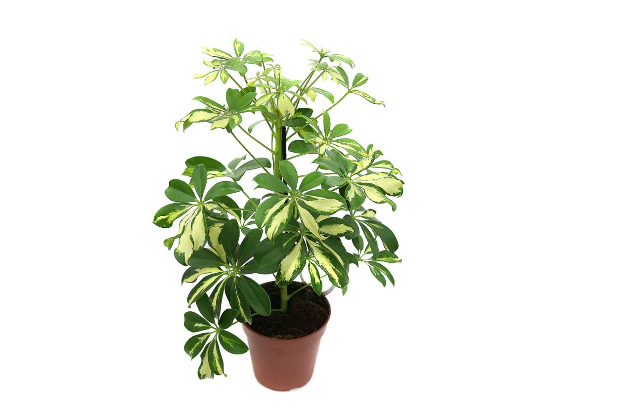 Schefflera, Umbrella Plant