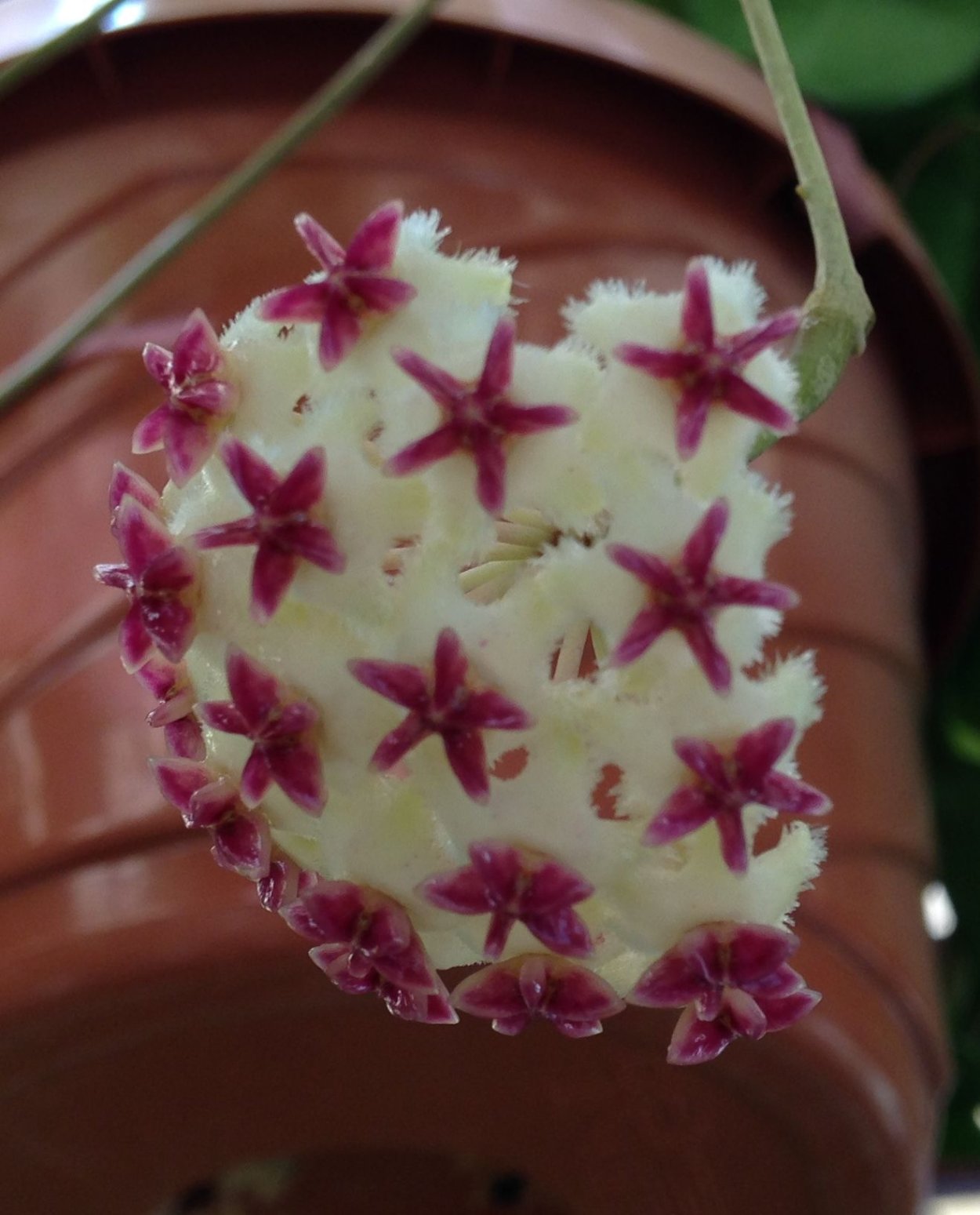 Hoya erythrostemma