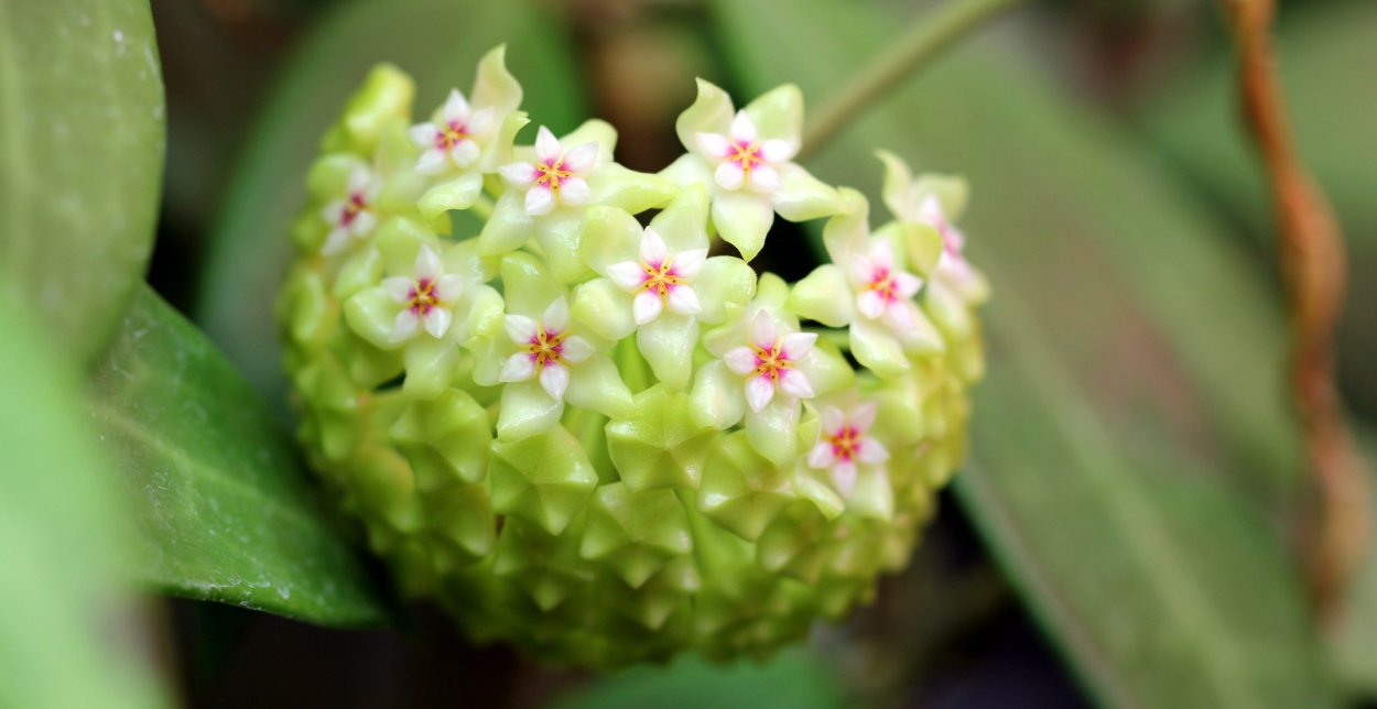 Hoya SP Thailand