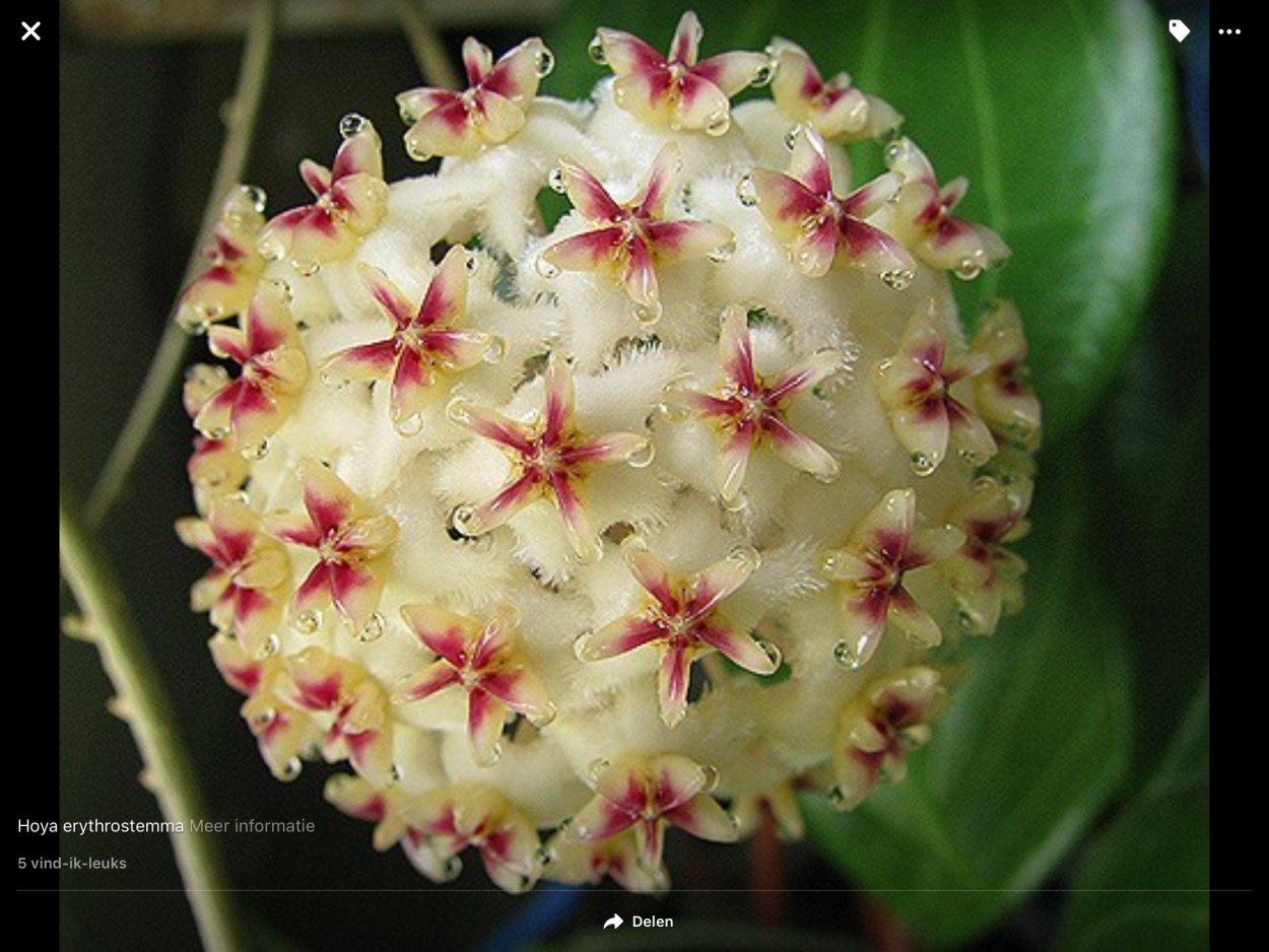 Хойя erythrostemma