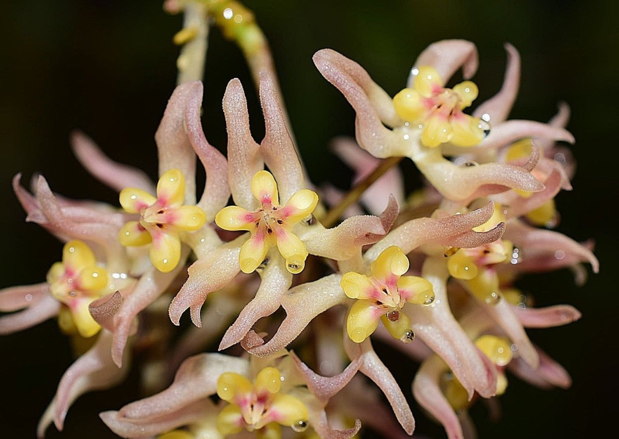 Хойя Hoya ruthiae