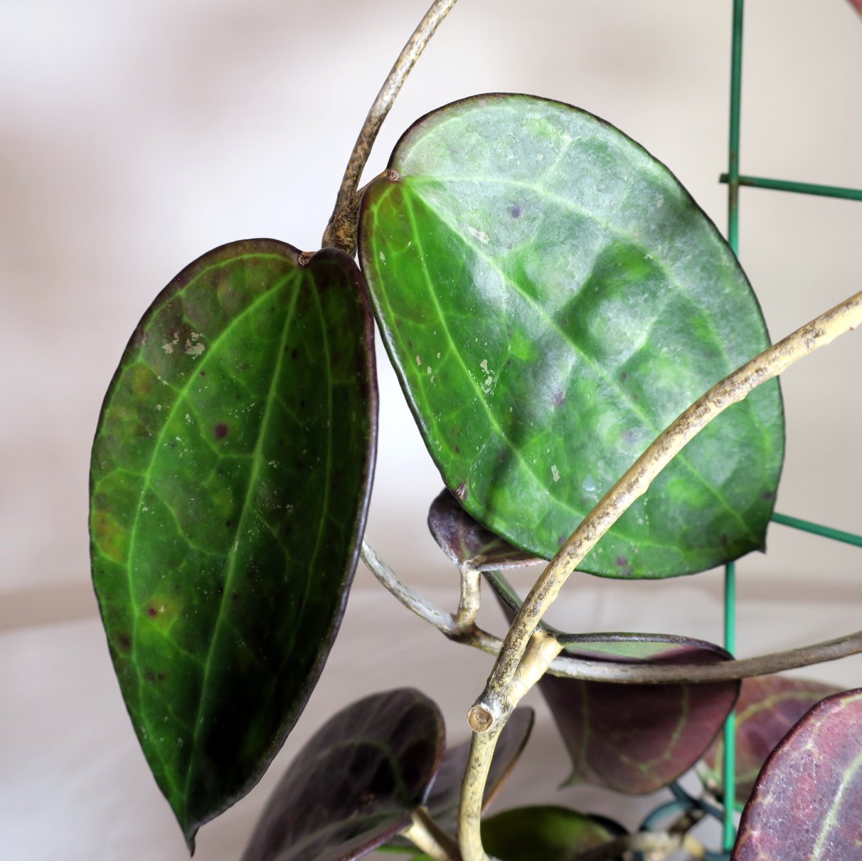 Хойя кхониана Блэк