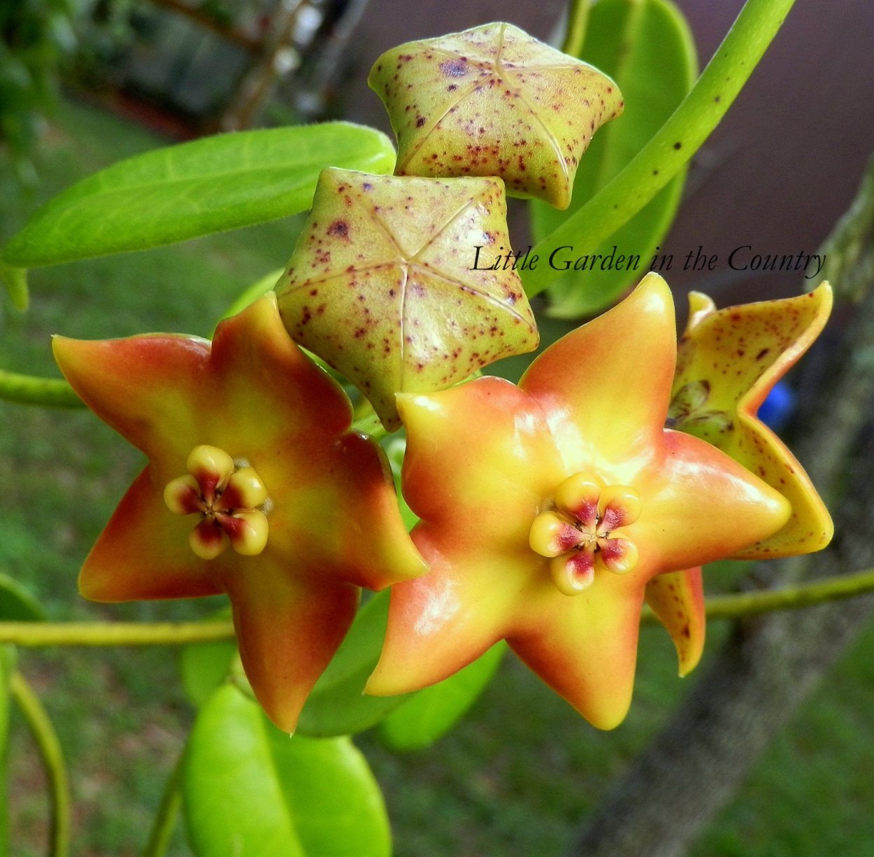 Хойя Hoya Ruthie