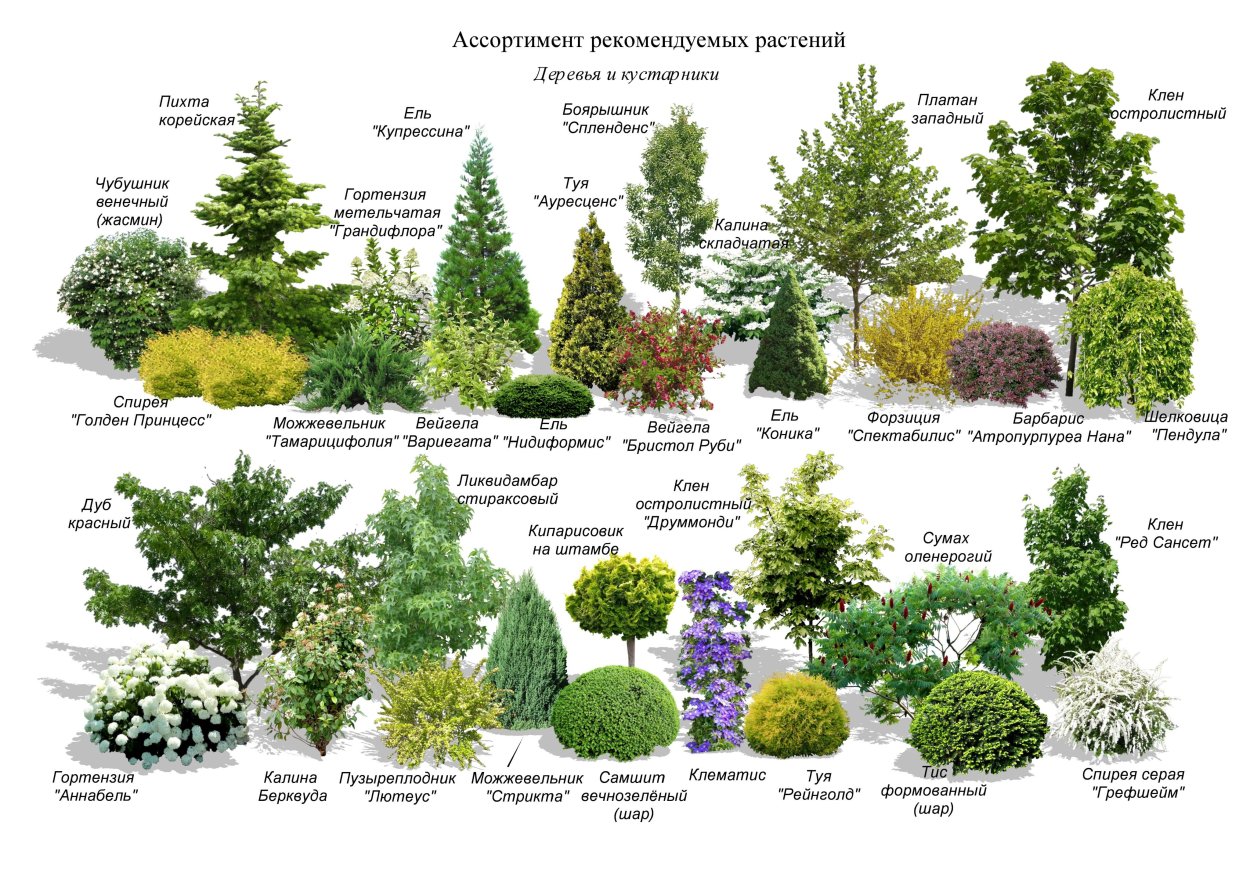 Схемы посадок хвойных и кустарников