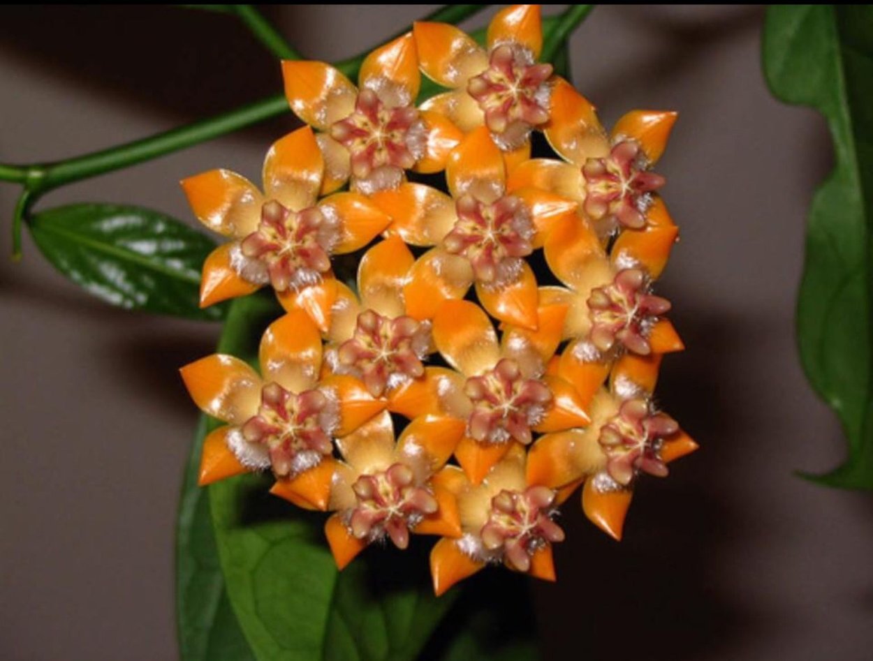 Хойя Карноза Seed