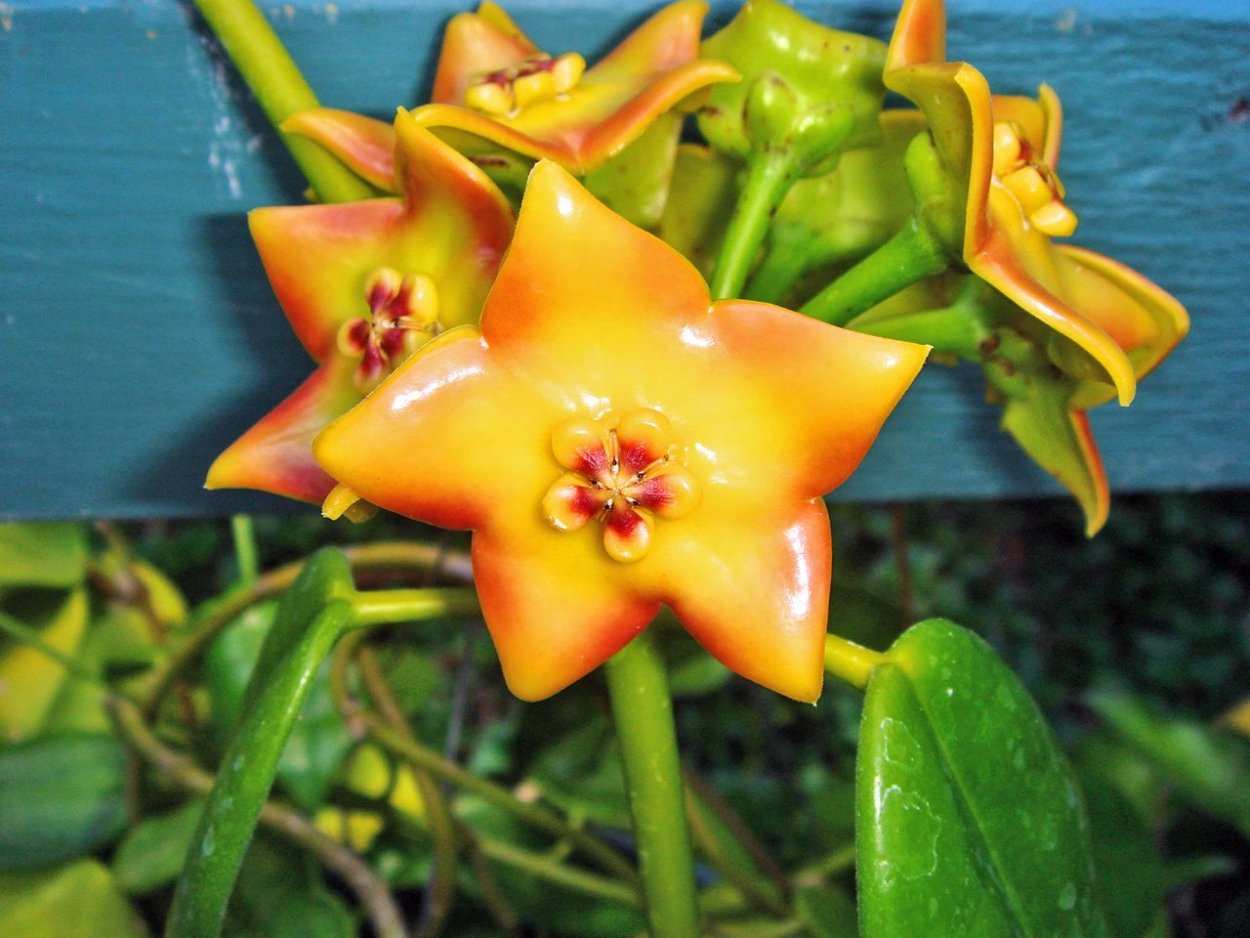 Хойя Hoya Ruthie