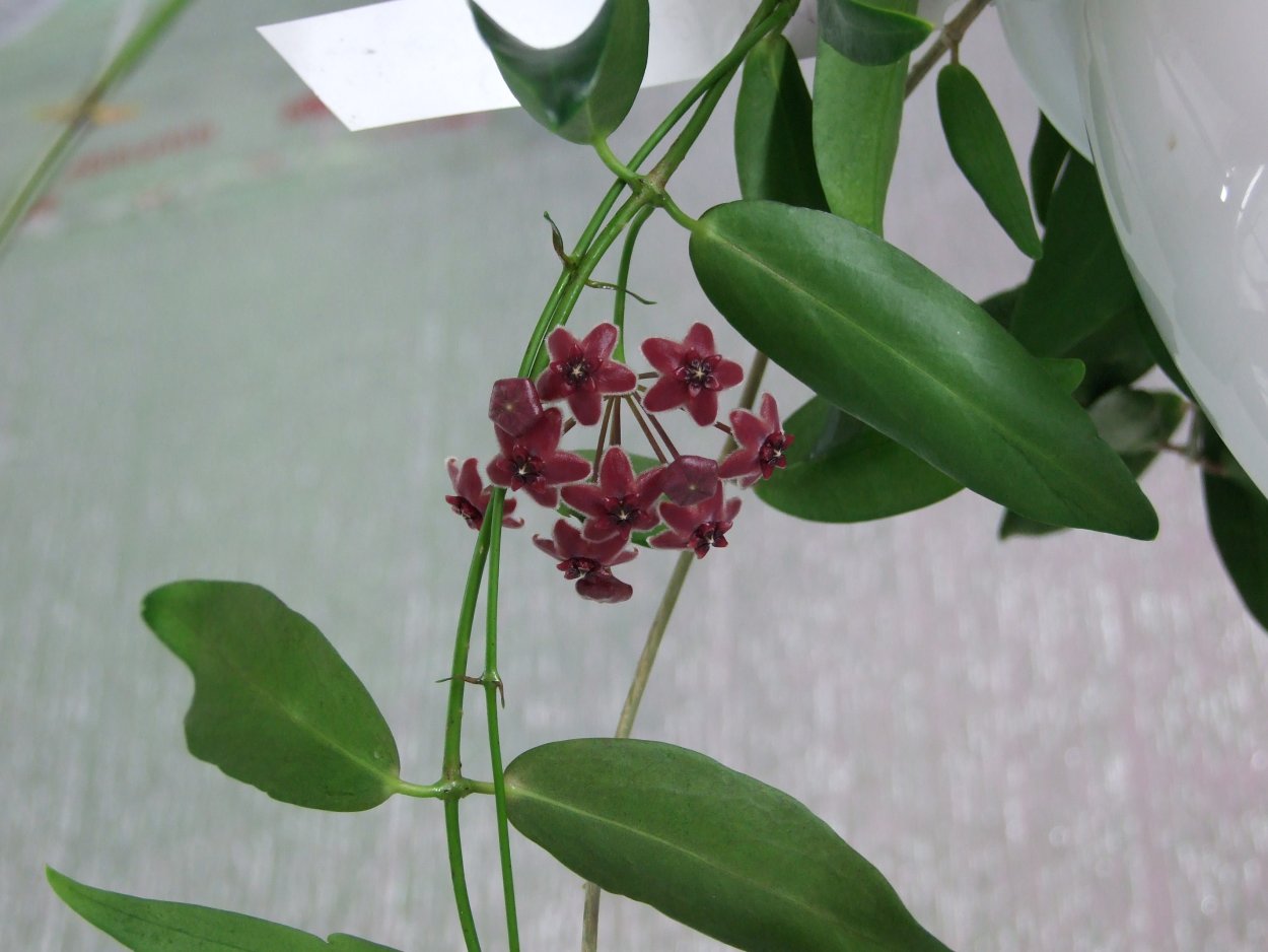 Хойя lamingtoniae