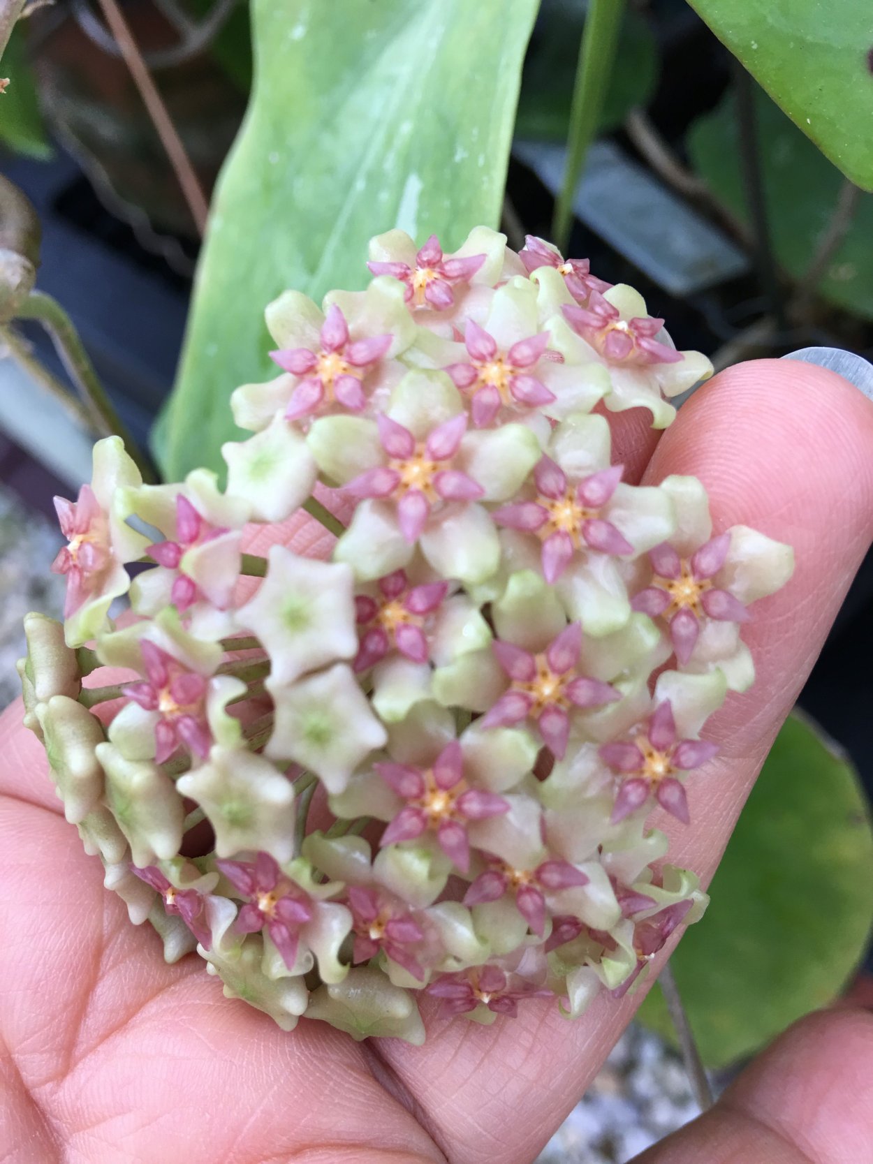Хойя Hoya glabra