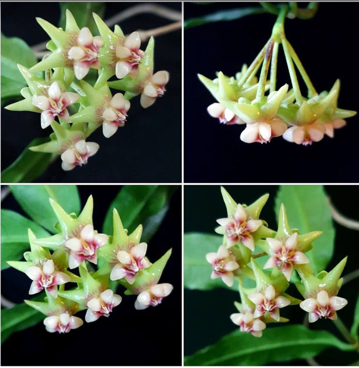 Хойя форэвэ