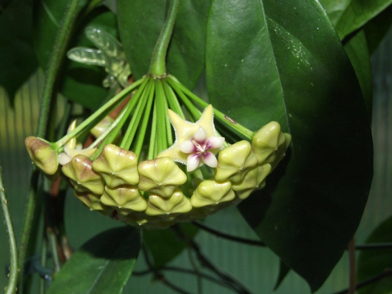 Хойя Монетти