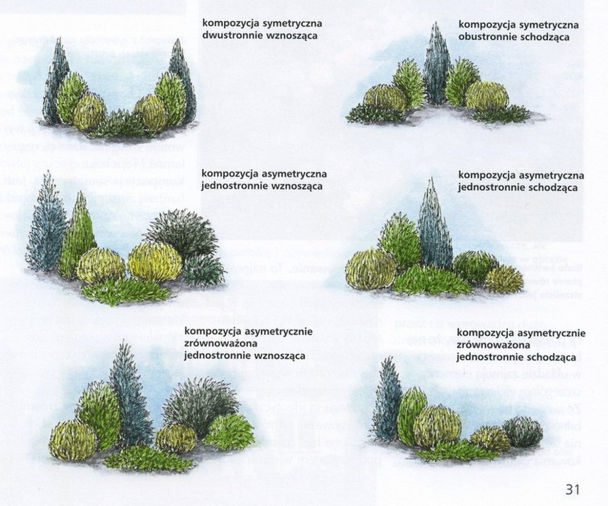 Схема посадки хвойных деревьев