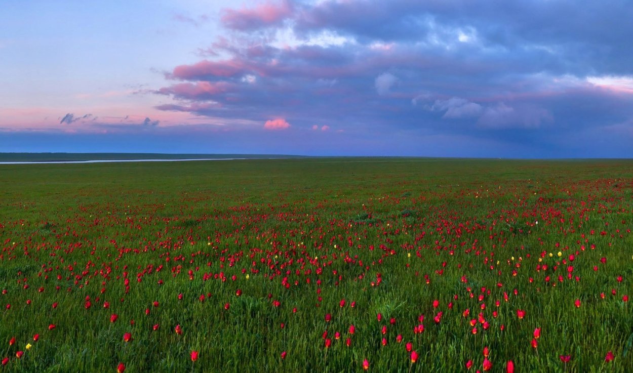 Тюльпановая степь Калмыкия