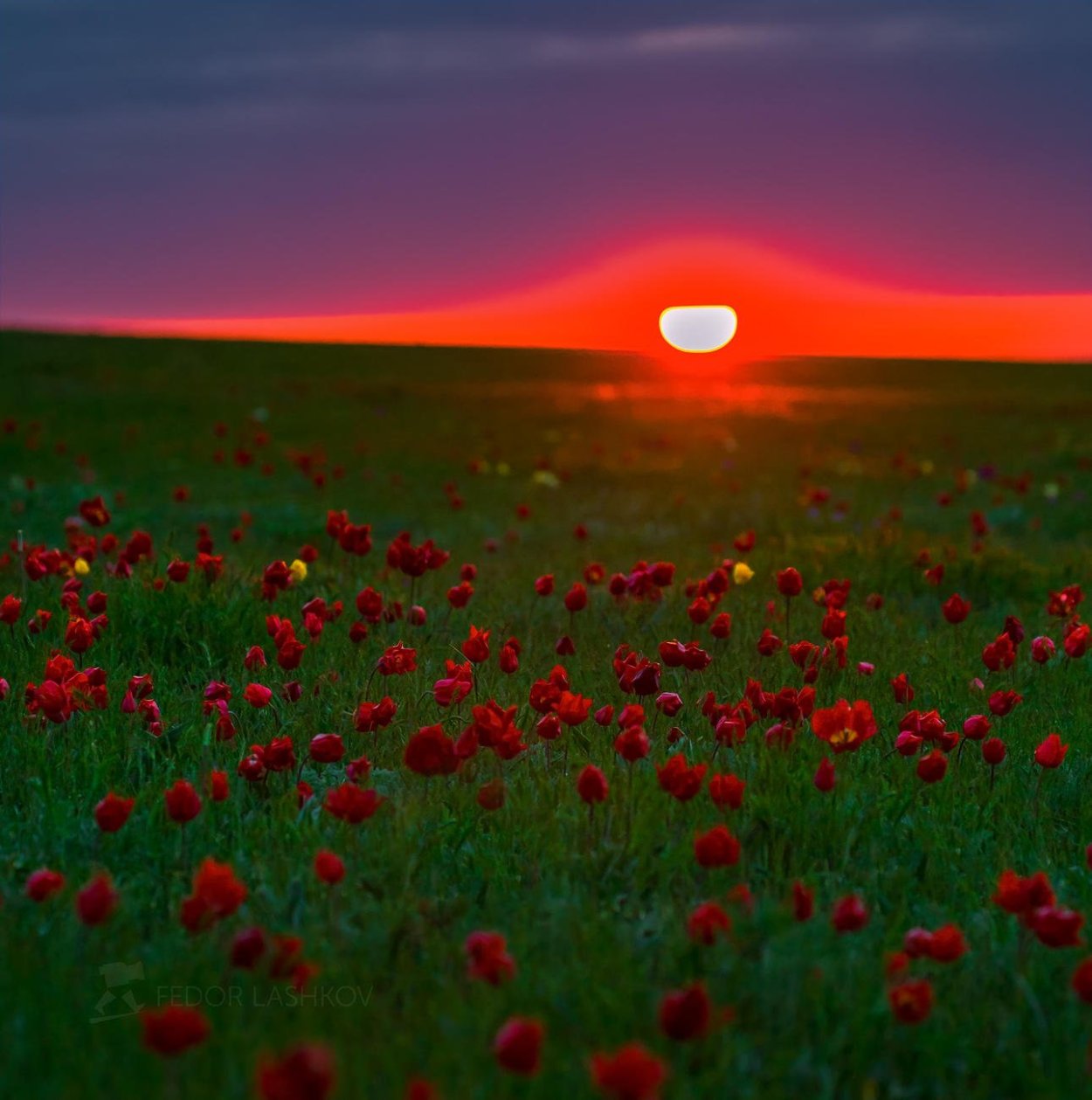 Цветение тюльпанов в Калмыкии