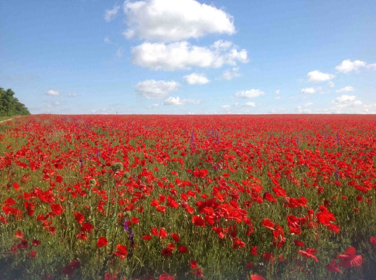Степной Крым Джанкой