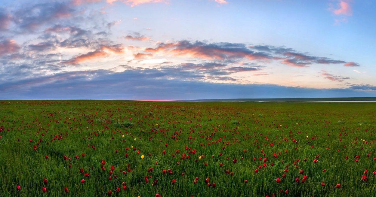 Весенняя Калмыцкая степь
