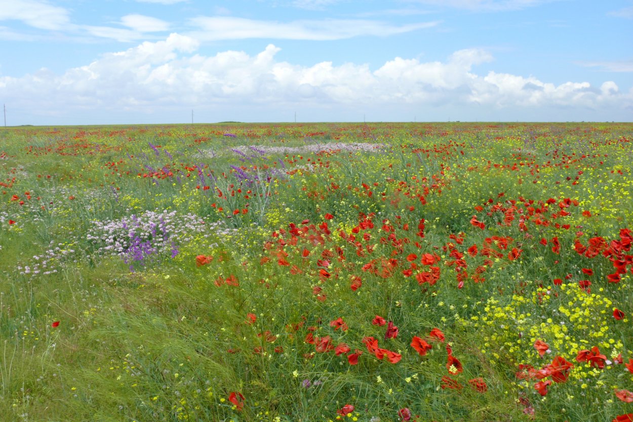 Федор Лашков природа Ставропольского края