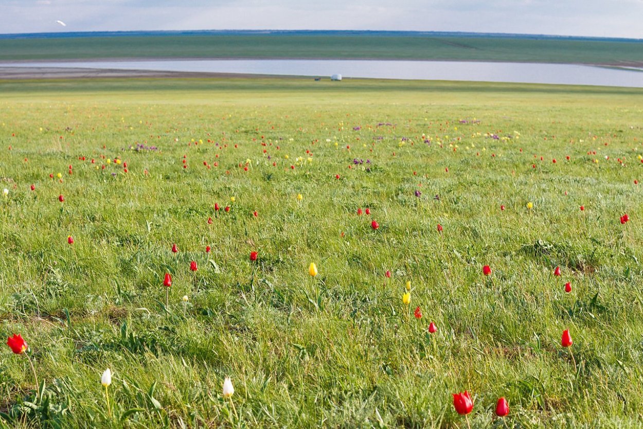 Федор Лашков ковыль степь горы