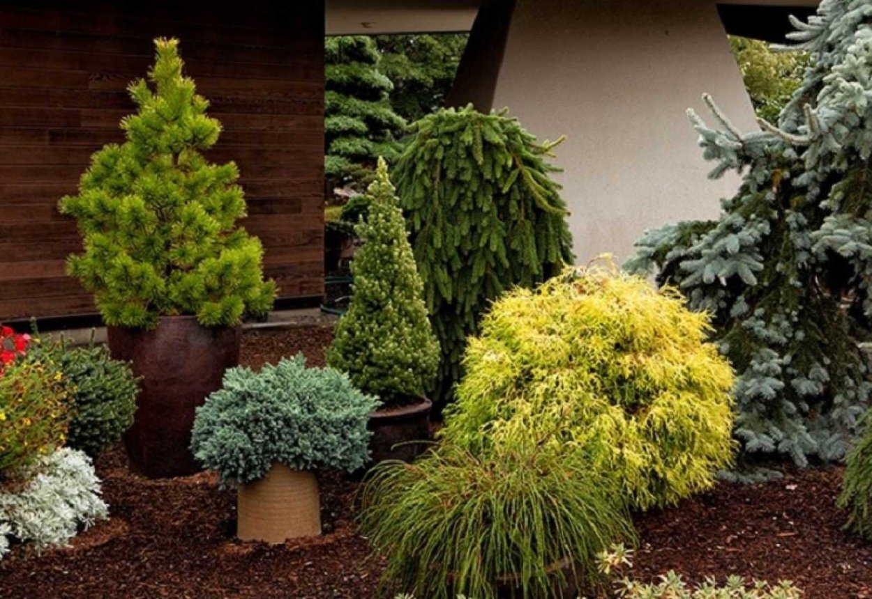 Ель канадская Коника на штамбе