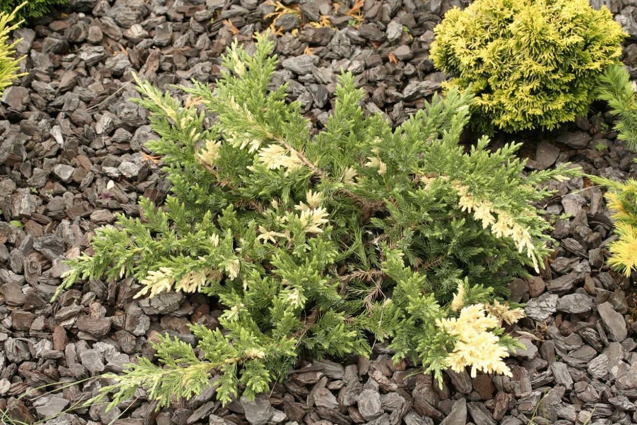 Можжевельник expansa variegata