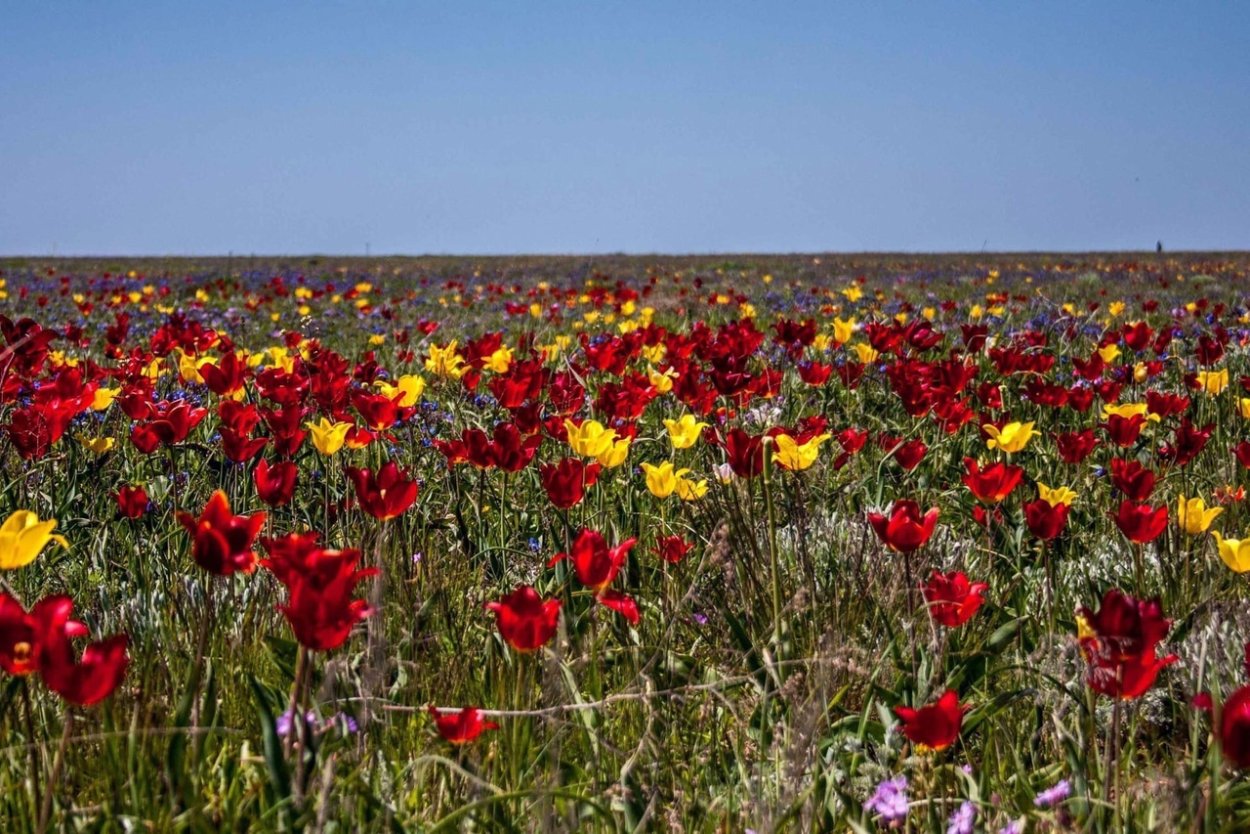 Элиста цветение тюльпанов
