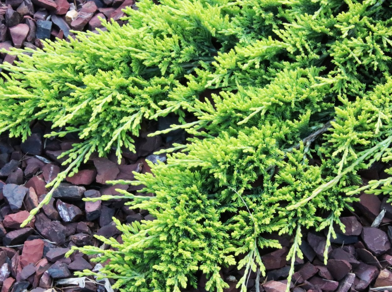 Juniperus horizontalis