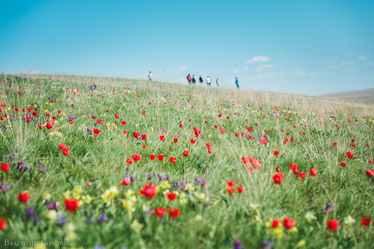 Цветущая степь Краснокаменска