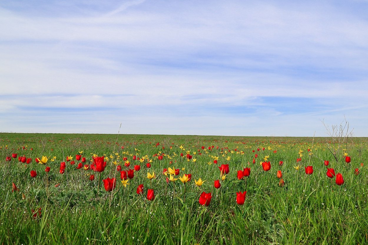 Мыс Опук Дикие тюльпаны