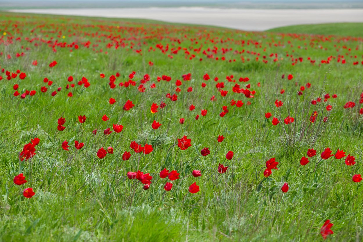 Дикие степные тюльпаны Ставрополье