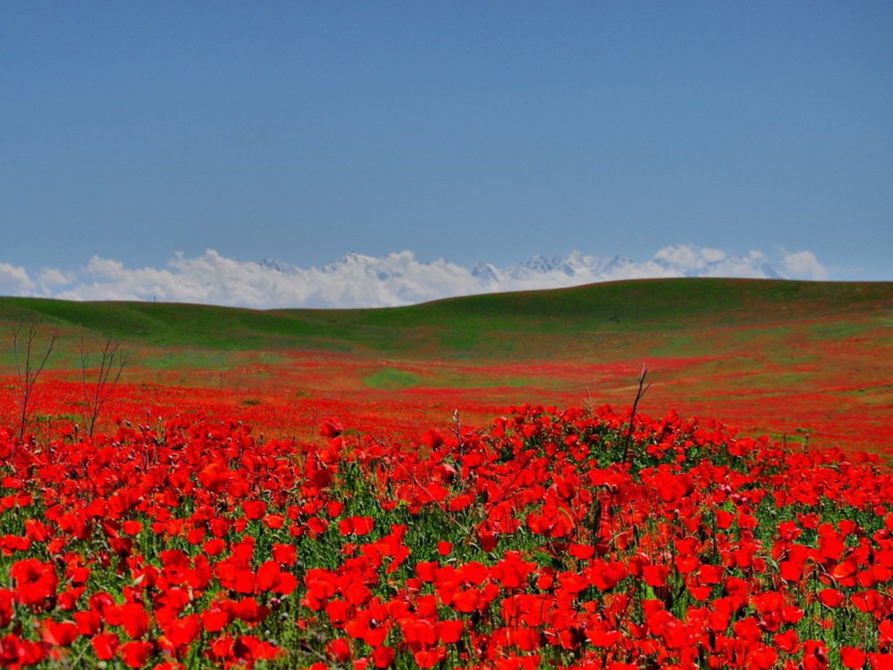 Степь весной
