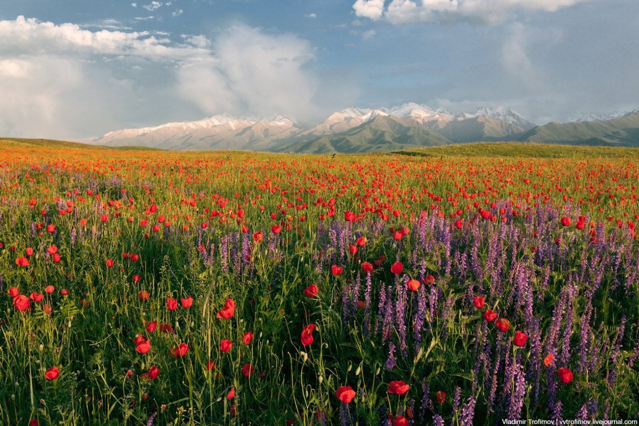 Маковые поля Чуйская Долина
