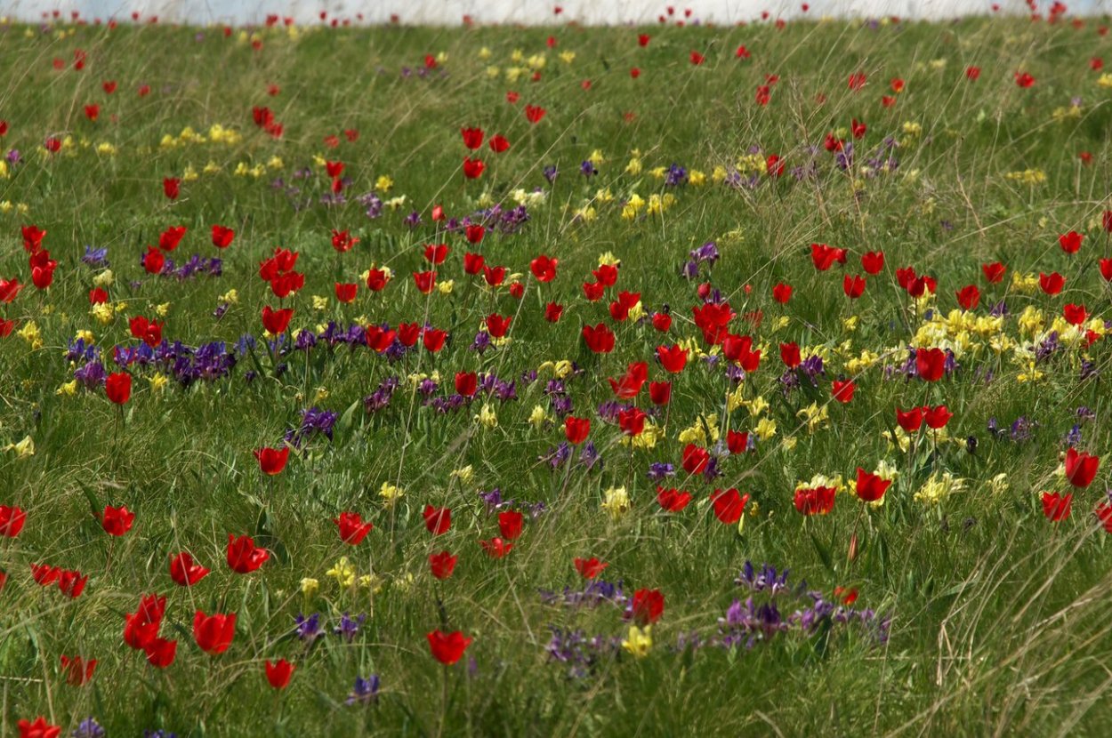 Таловская степь