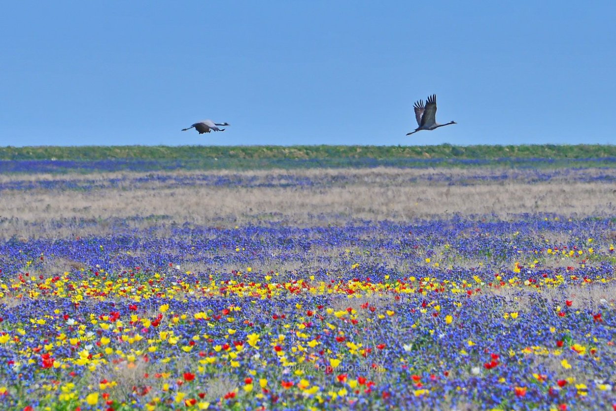 Крым заповедник Опук Дикие поля