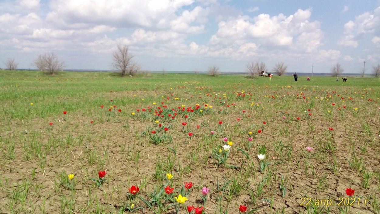 Цветение тюльпанов Маныч