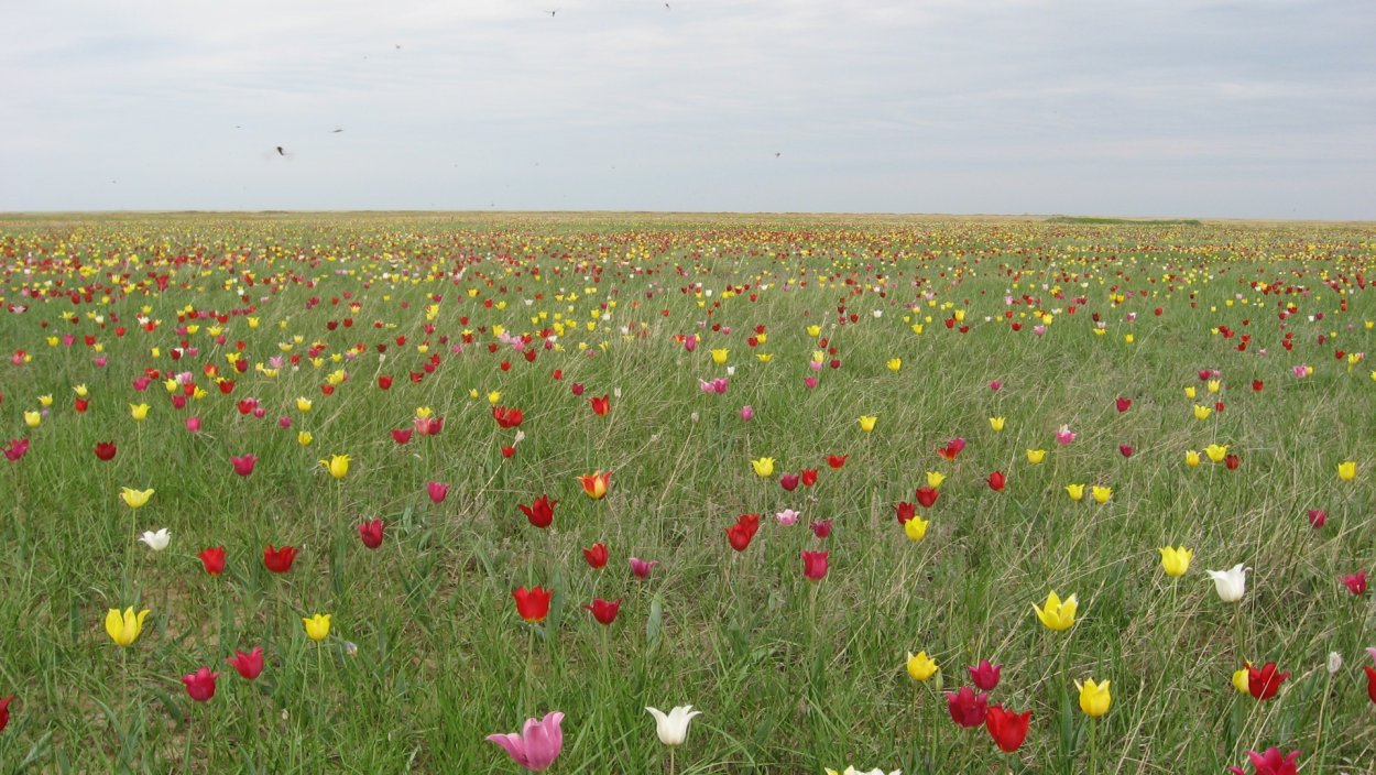 Степной заповедник Ростовский