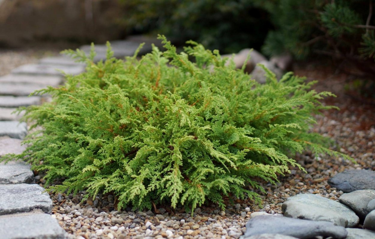 Можжевельник микробиота перекрестнопарная