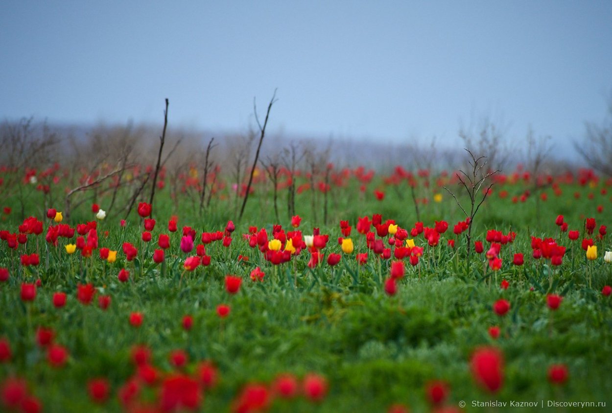 Дикие тюльпаны Маныч Гудило