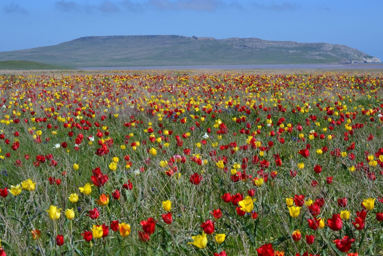 Разнотравные степи Крыма