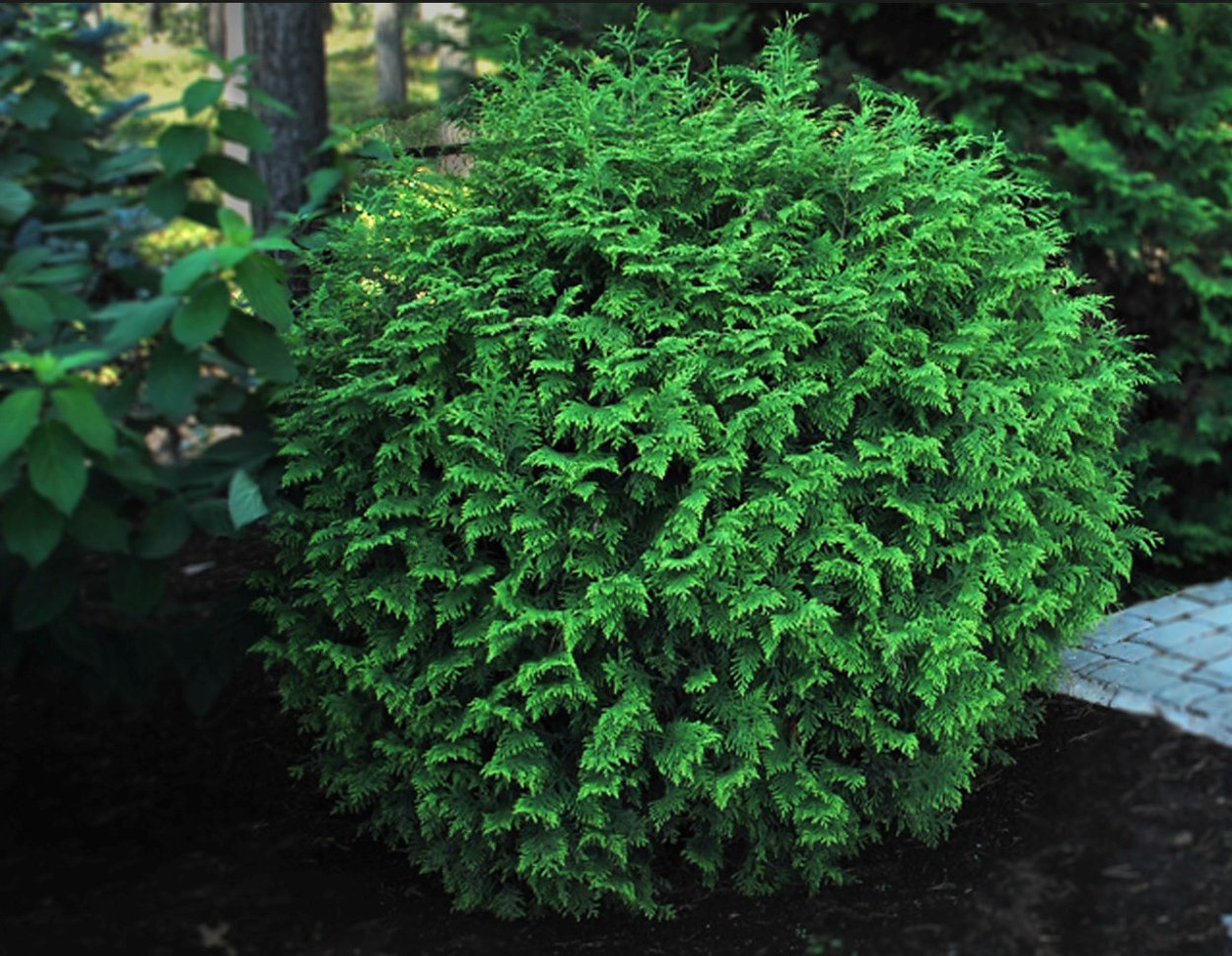 Туя Глобоза