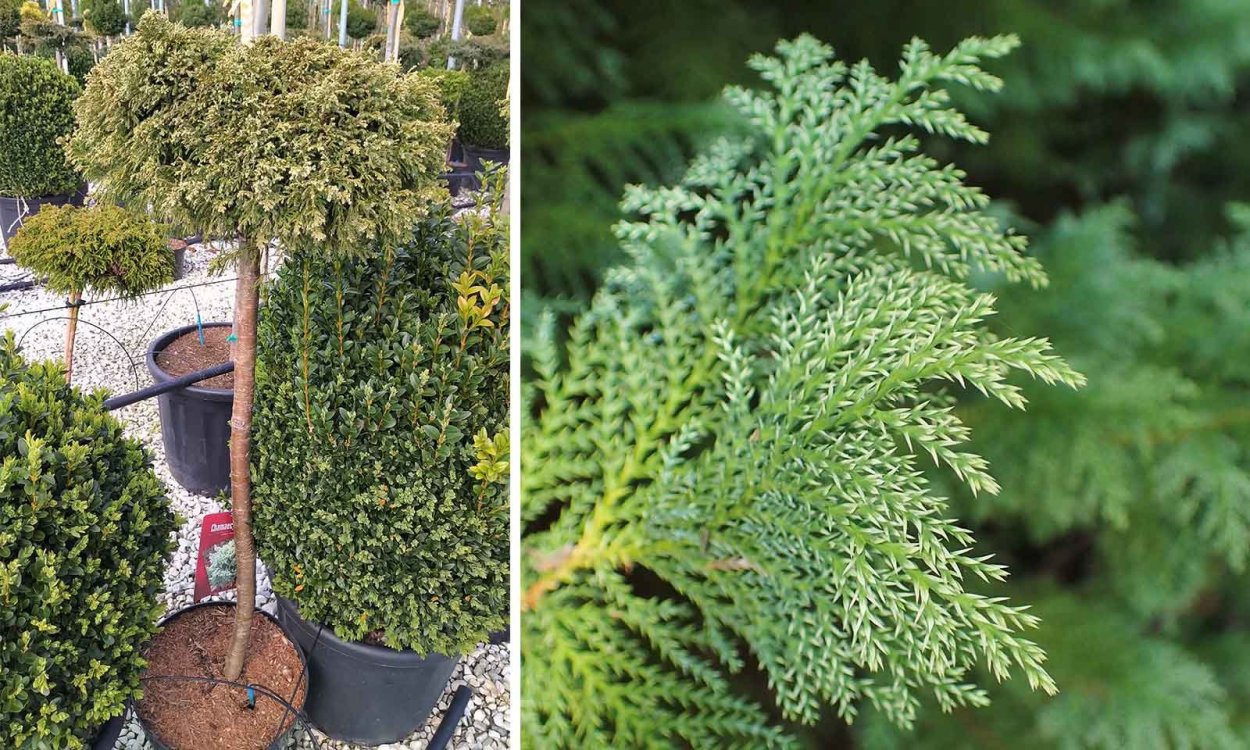 Можжевельник Нана