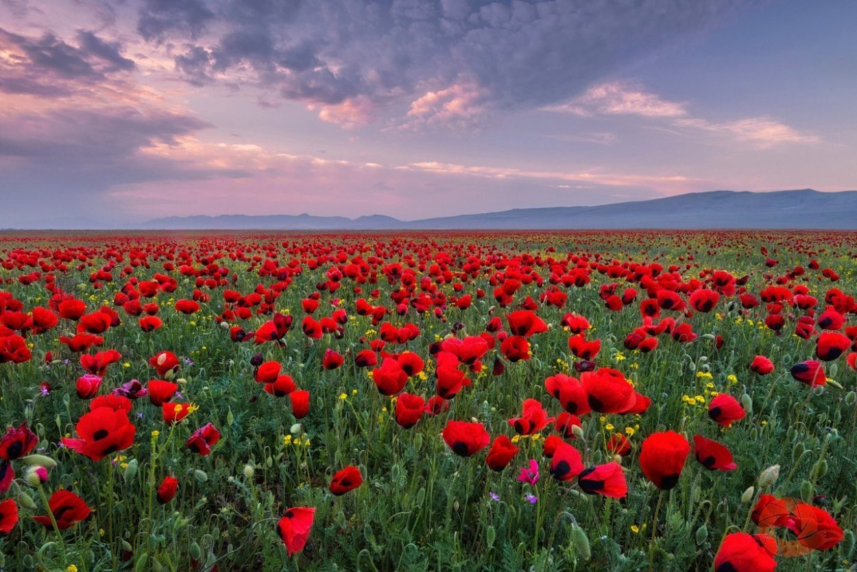 Тюльпаны в степи Калмыкии