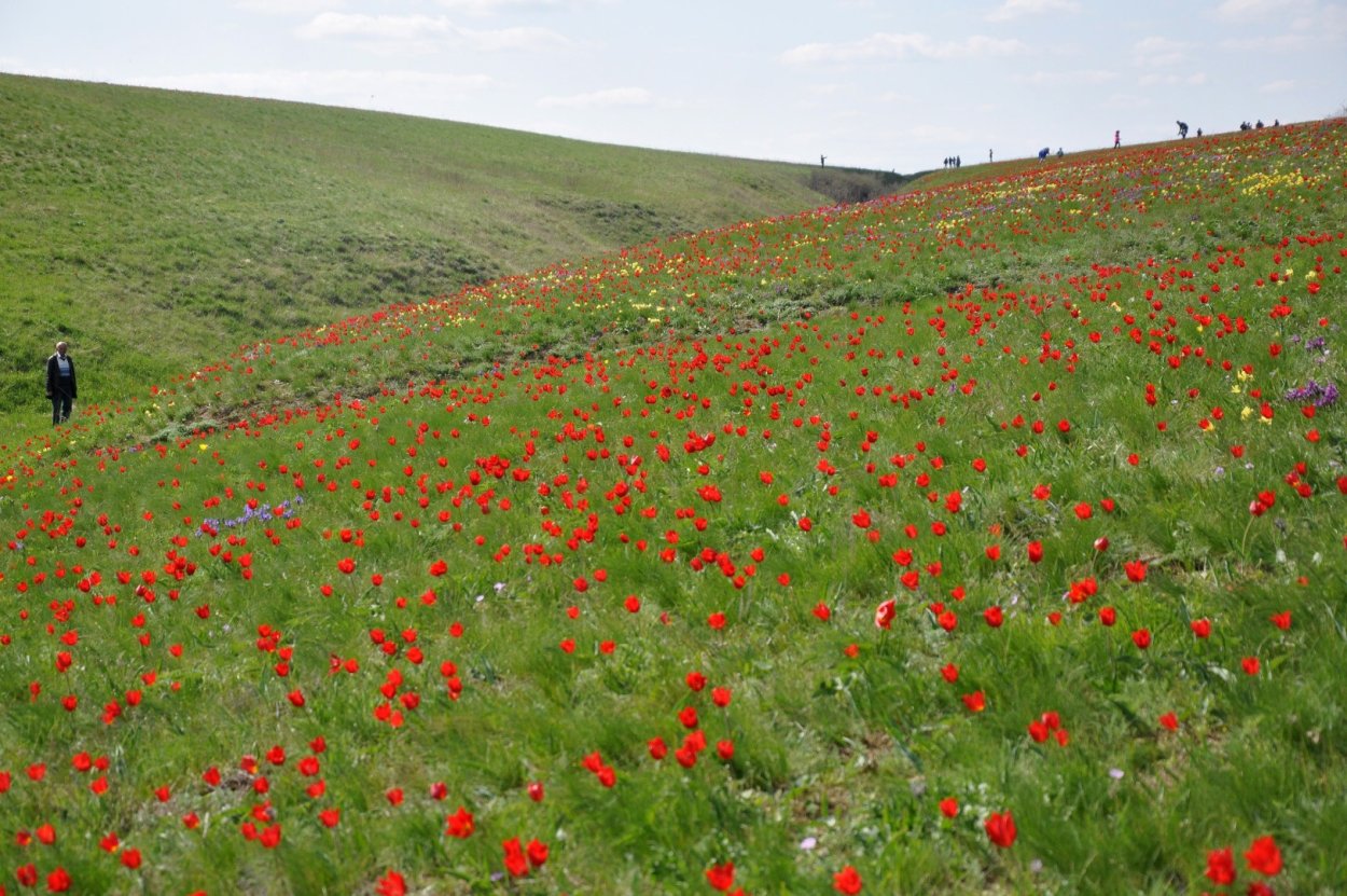 Фёдор Лашков ковыль степь
