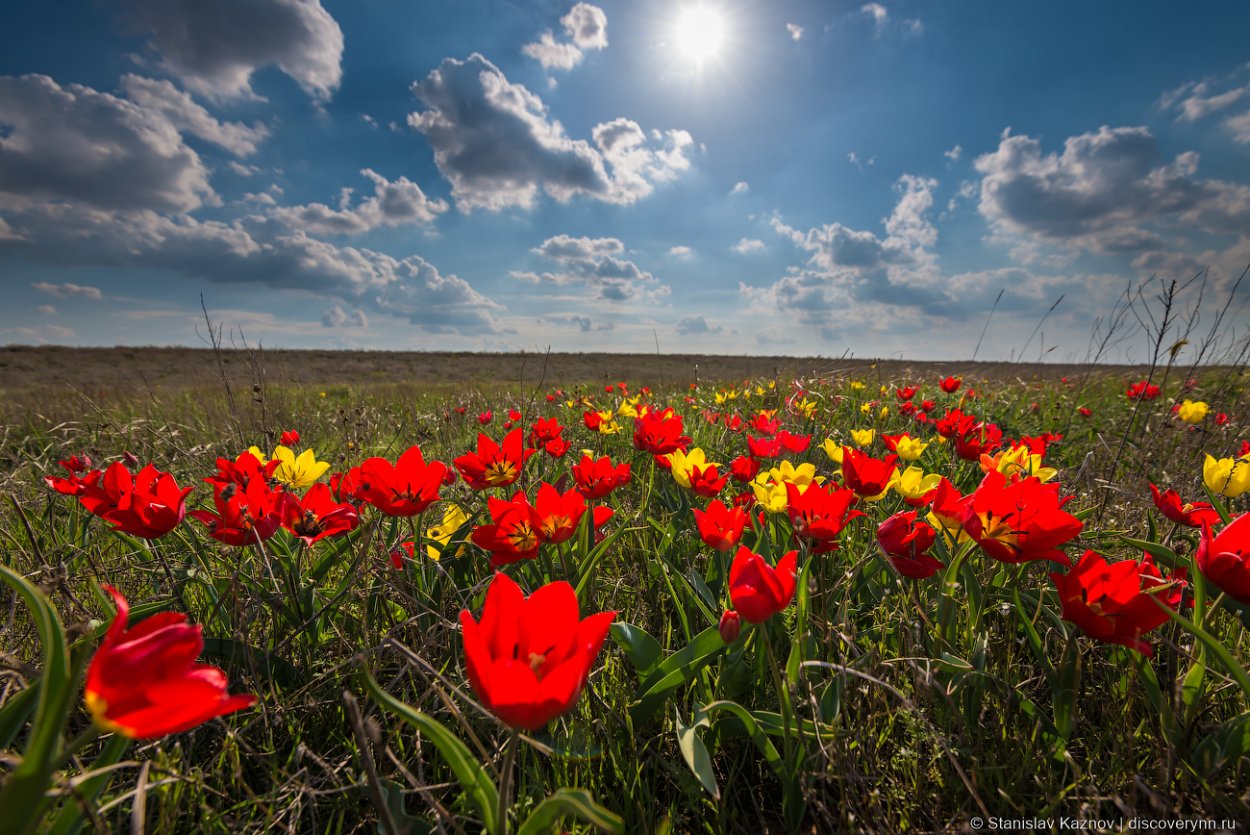 Тюльпан Шренка Калмыкия