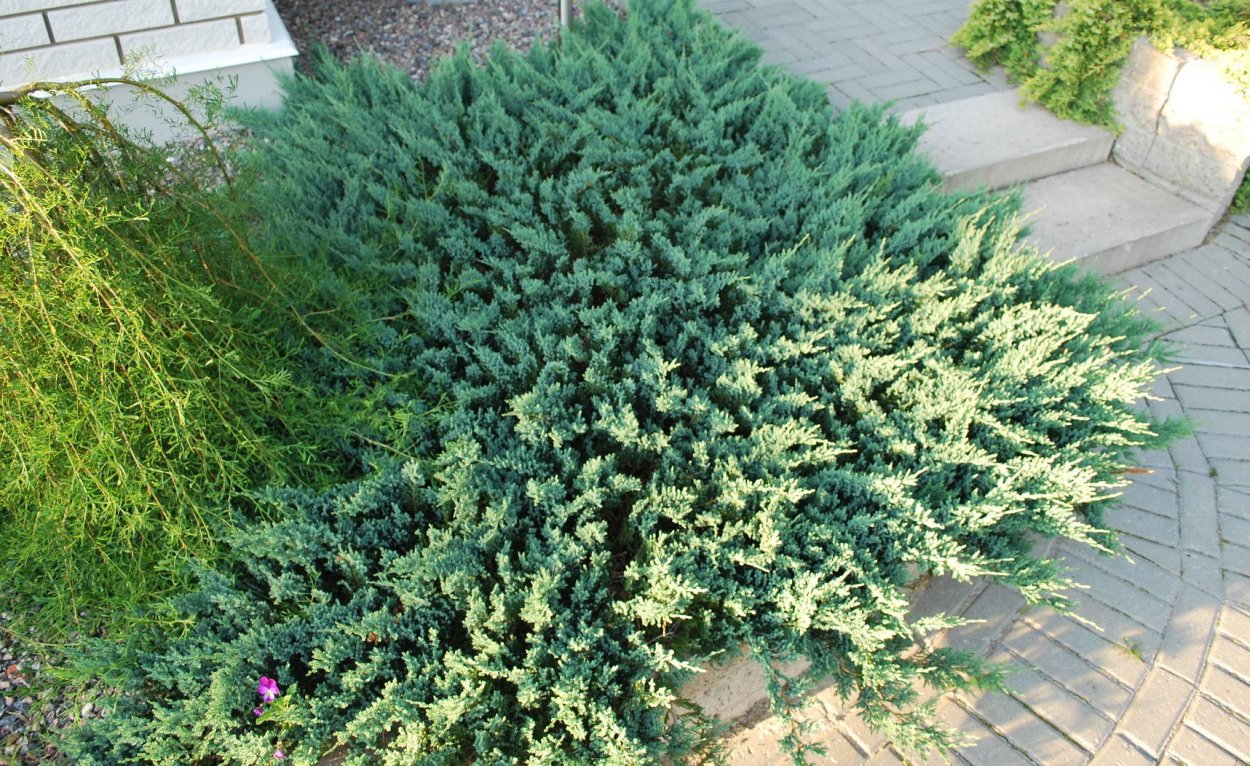 Можжевельник горизонтальный Блю чип