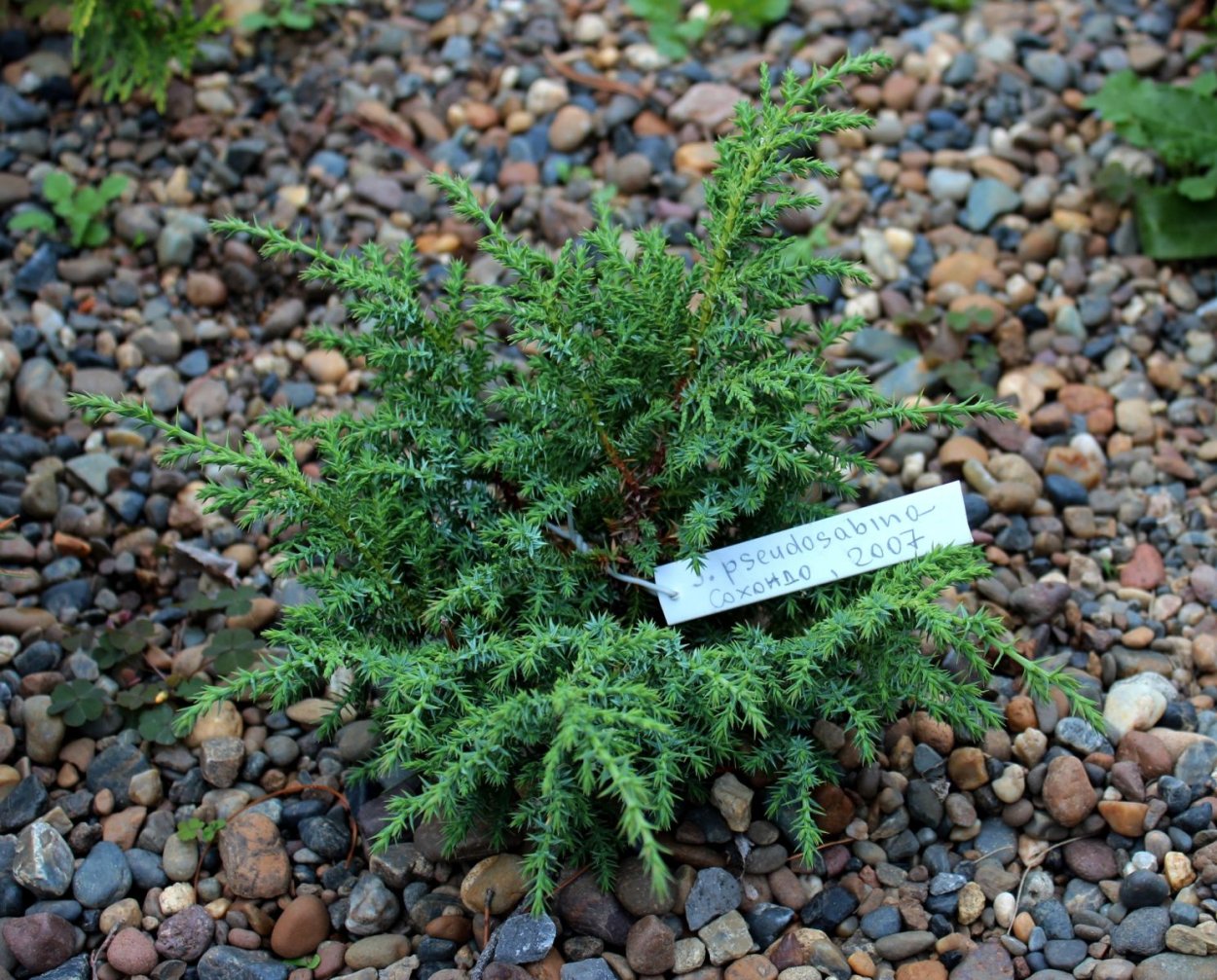 Тис остроконечный Нана