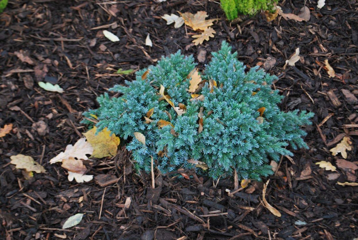 Можжевельник Блю чип